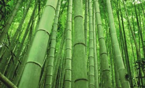 bamboo2