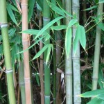 1311763927_bamboo-1