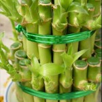 Dracaena6