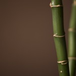 Nature_Plants_bamboo_027697_