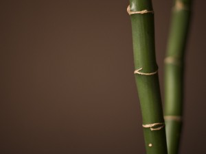 Nature_Plants_bamboo_027697_