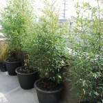bamboo-3