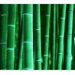 bamboo-background