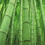 bamboo2