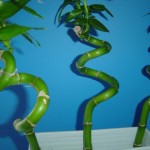 lucky-bamboo_2475_378